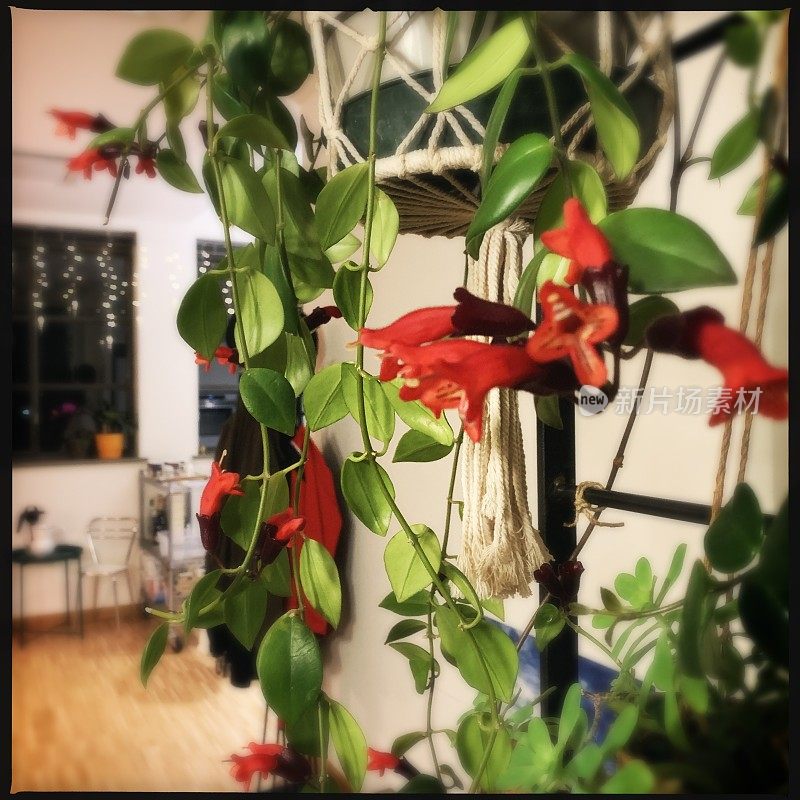 Aeschynanthus radicans杰克